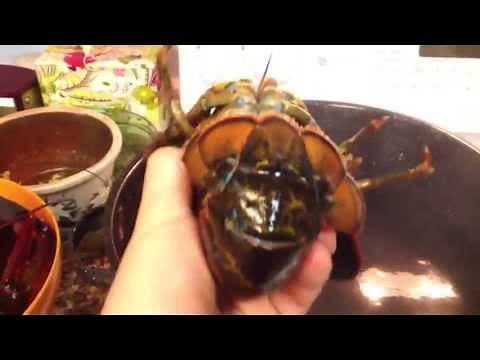 How to boil multiple lobsters