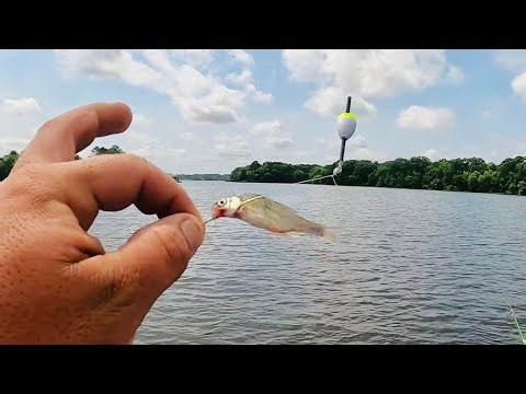 TIPS WHERE TO FIND POST SPAWN CRAPPIE🎣 POST SPAWN CRAPPIE FISHING 2024‼️