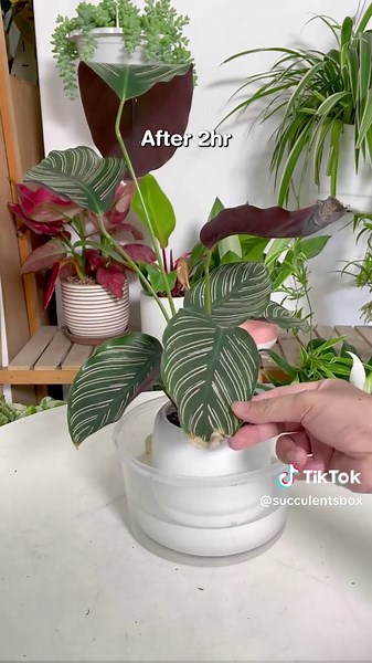 Revive Your Calathea: Effective Bottom Watering Techniques