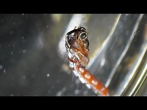 Midge pupa emerging to adult but something goes wrong