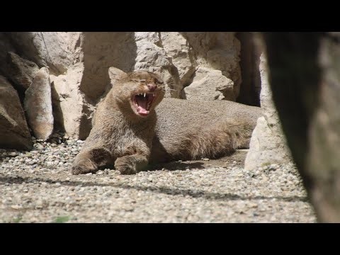 Jaguarundi : Zoo Ostrava