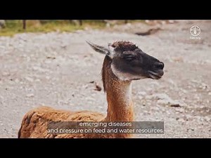 Diversity of Animal Genetic Resources