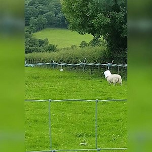 Me commentary on a sheep making a fashion statement.🎙 | Ozzy Man Reviews