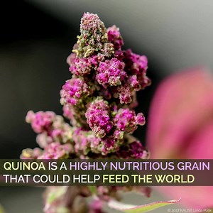 The sequencing of the first high-quality quinoa genome could help transform our ability to feed the world’s growing population. | Nature Portfolio