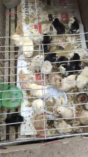The Cutest Little Chicken Adventure