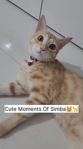 13K views · 1K reactions | Cute moment of simba❤️ | CheetoSimba | Facebook