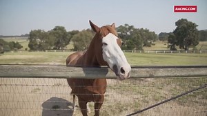 Show Apache Cat some love. ❤️ #LoveTheHorse | Racing.com