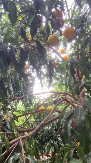 Smart Farming Innovations at Telemong Abiu Farm