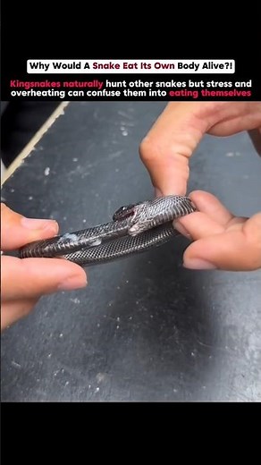 Self-Eating Snake 🤯