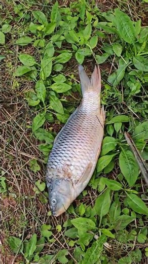 The Fish Tank Escape: Mountain Carp's Adventure in My Rural Life