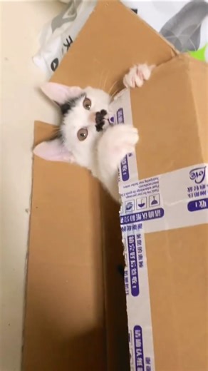 BEST KITTEN COMPILATION PLAYFUL ADORABLE AND MORE 🐾‎ ‎#kitten #funnykittens #cutekitten