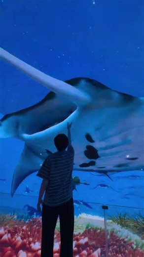 A stunning 3D experience right from the start! A fantastical dimension of wonderland awaits,