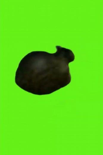 Spinning Cat Meme #cat #memes #greenscreen #oiiaioiiiai #oeeaeoeeeae