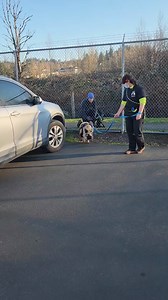 23K views · 361 reactions | A large, friendly, Kune Kune pig was...