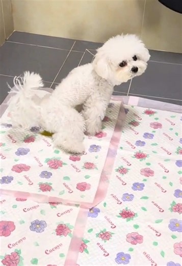 🐶💕I won't stand for any pet parents not knowing about these pee pads.#cutebaby #peepad #dogmom #doglive