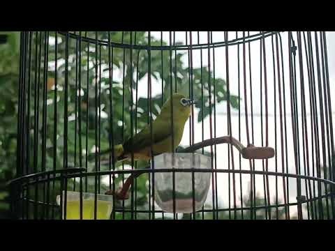 Master PLECI Bikin lawan BIRAHI DAN BONGKAR MATERI !! Langsung nyAhut.