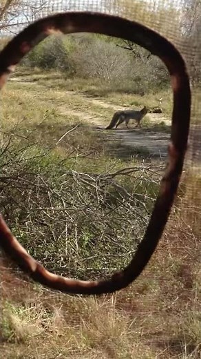 Calling in grey fox with foxpro