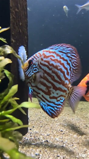 Ultra Realistic Fish POV 🐟 Inside a Discus Fish World (Micro Camera Footage)