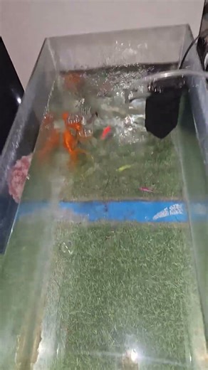goldfish breeding betta fish breeding #shorts #ytshorts #aquariumtalk
