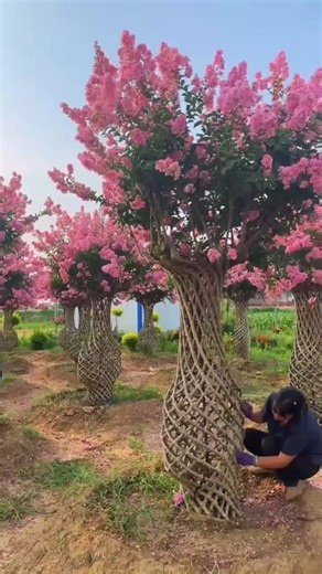 A beautiful chair made from tree branches🌱🌳