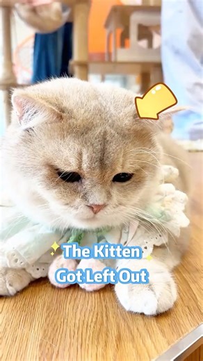 🐈🥹💦The Kitten Got Left Out！ 😟❤️ #cat #cute #pets