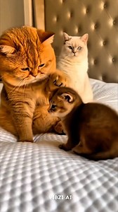 Kitten Bongo Practice 🥁🐈 ​ Looks like someone found the perfect instrument for their percussion solo! Watch as this orange cat practices his drumming skills on the most patient kitten in the world, while the white cat supervises the performance from the back. 😹 ​ #catsofinstagram #funnycats #cutekitten #bongocat #gingercat #britishshorthair #catlovers #petvideo #wholesome #catmemes | Vibziai