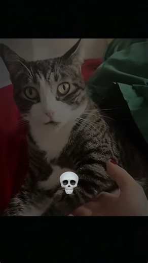 Cats said don't touch me💀🗿#cat #trollfaceedit