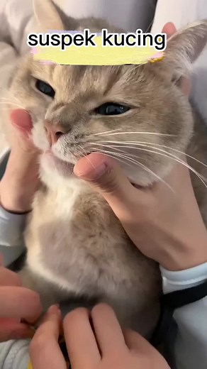 Measuring a Cat's Dimensions with Fun Interactions