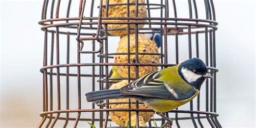 The simple winter food that brings robins, tits and blackbirds flocking to your garden