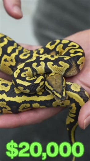 $20k Ball Python 🤯 Go watch our Cheap vs Expensive video and see WHY this snake is worth it!