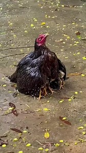 29K views · 4K reactions | Mama is my shield | Art empire | Facebook