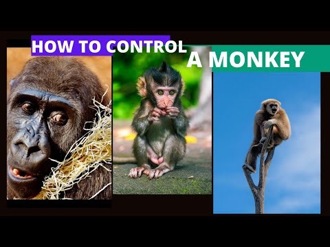 The Dark Truth About Controlling Monkeys (You Were Never Told)