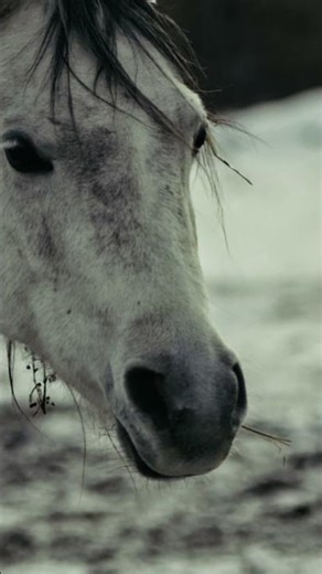 The horses snort at you