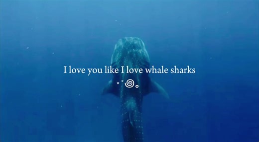 Appreciating My Favorite Shark: A Love Letter