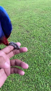 14K views · 173 reactions | Training for eclectus to go back to perch then respond onec called. #eclectusparrot | Biboy Negro | Facebook