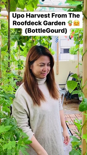 92K views · 874 reactions | Gusto nyo po ng upo? Upo tayo! 華珞 #rooftop #garden #vegetables #gardening #reels #trendingreels #happy Thank you for Watching! Follow us for more gardening tips and techniques 華珞 | Vegetable Gardening and More | Facebook