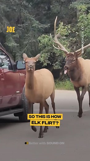 He said "Call me" 🤣 | Comedy JOE