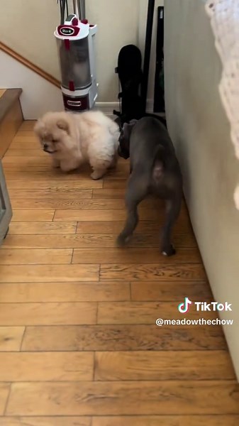 Chow Chow Puppies: The Cutest Duo on TikTok