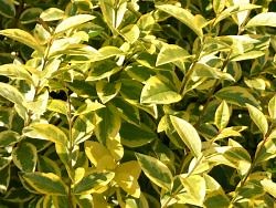 Goldliguster 'Aureum' - Ligustrum ovalifolium 'Aureum'