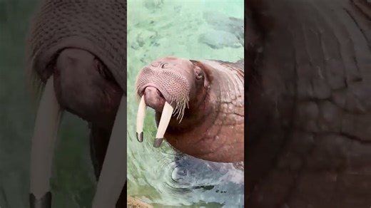 Walrus shows playful and gentle nature