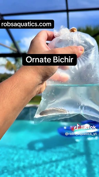 Shipping some fish out today and tomorrow, these guys are some stunners! #fishtok #aquarium #aquariumfish #aquariumhobby #fypシ