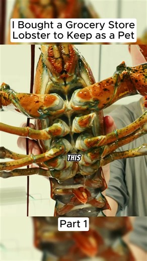 I Bought a Grocery Store Lobster to Keep as a Pet — Part 1