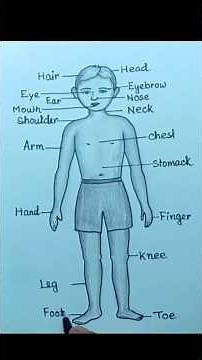 Human body parts drawing#bodypartsdrawing