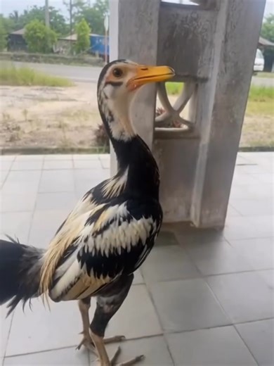 Discover the World's First Hybrid Chicken and Duck