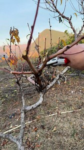 Pruning the peach tree | Garden Roses Tahiri