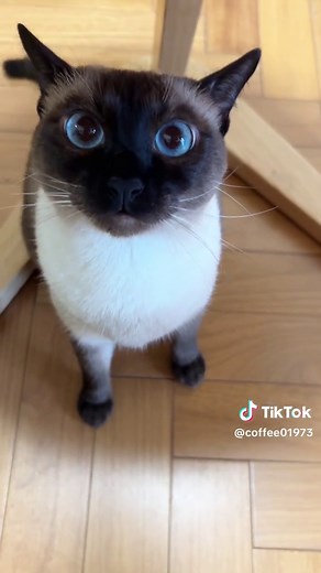 Siamese cat meowing loudly — cute Siamese kitten sounds