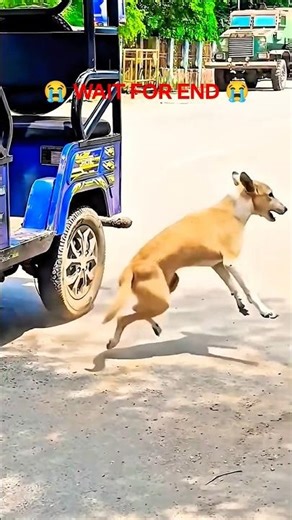 Dog 🐕 parforms flip 🙃. 1m views• 1 day ago..