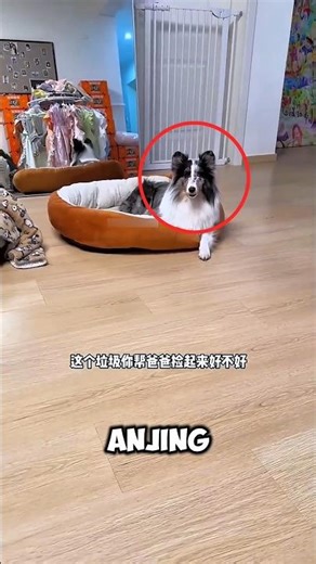 Of His 3 Pets, Only This Dog Obeys His Commands!