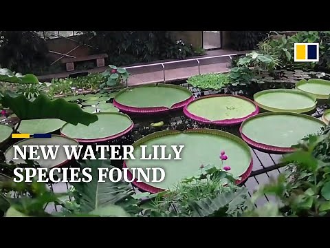 New species of giant water lily identified in UK herbarium where they were kept for 177 years