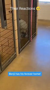 261K views · 11K reactions | These Dog's Adopted Reactions are so Heartwarming & Joyous 梁❤️ #dogs #dogsoftiktok #doglover #doggo #dogtok #dogsvideo #dogstory #shelterdog #shelter #adopted #adoption #adoptme #wholesome #emotional #heartwarming #hearttouching #tearsofjoy #reaction #moments #fyp #foryoupage #fypシ | Metdaan Animals | Facebook
